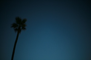 Palm Trees at Night